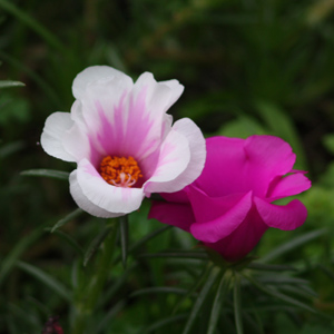 Purslane (Portulaca oleracea-Rio series) 馬齒莧 - Taiwan台灣