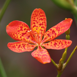 Blackberry lily (Belamcanda chinensis) 射干 - New Taipei, Taiwan台灣新北市