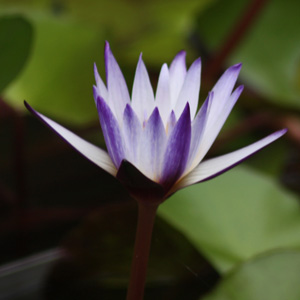 Light Purple Water Lily 淡紫睡蓮
