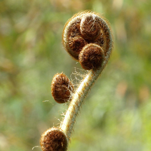 Fern 蕨類植物