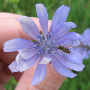 Chicory (Cichorium intybus) 菊苣