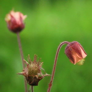 Purple avens (Geum rivale) 紫萼路邊青 - Germany 德國