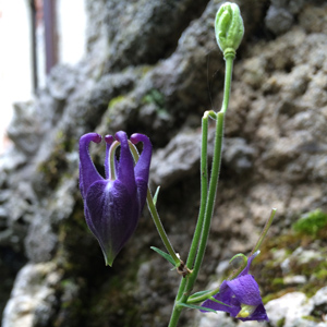 Purple columbine (Aquilegia vulgaris) 紫色耬斗菜