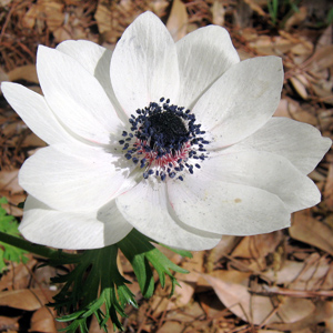 Anemone (Anemone) 銀蓮花 - USA美國