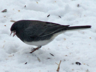 Dark-eyed Junco in the snow in Illinois