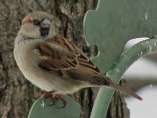 Sparrow