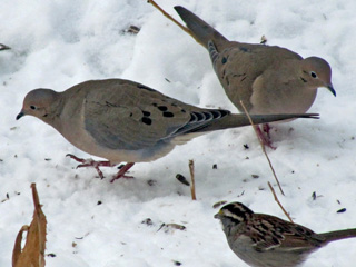 Mourning Doves