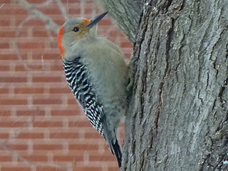 Northern Flicker in Illinois