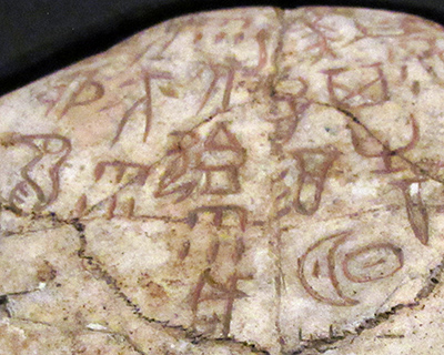 An oracle script on a a turtle plastra