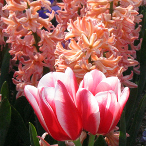 Orange Hyacinyh 橘色風信子