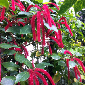 Red hot cat's tail (Acalypha hispida) 紅穗鐵莧菜  Native Range: Malaysia, New Guinea (原產地: 馬來西亞、新幾內亞) Bloom description: Showy, red flower (蓬蓬的紅花)  Sun: Full sun to part shade (全日照至部份蔭涼) Height: 4 to 6 feet. (植株高度在4至6英尺)