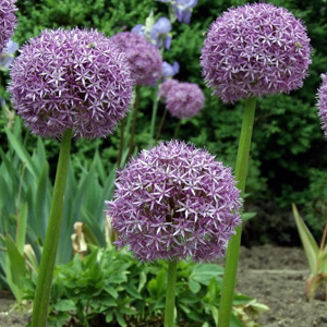 Ornamental Onion (Allium 'Globemaster') 繡球蔥 - Germany 德國. Bloom in May and attract butterflies.