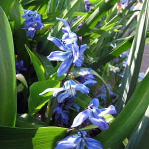 Spring beauty (Scilla siberica) 西伯利亞海蔥 