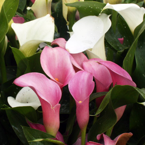 Calla Lily 海芋