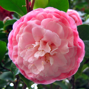 Camellia 山茶花