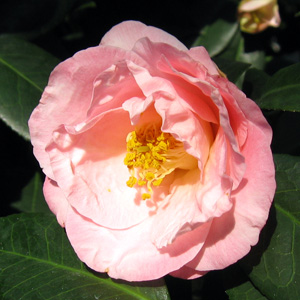 Camellia 山茶花