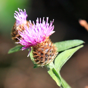 Pink bighead knapweed (Centaurea macrocephala) 大花矢車菊