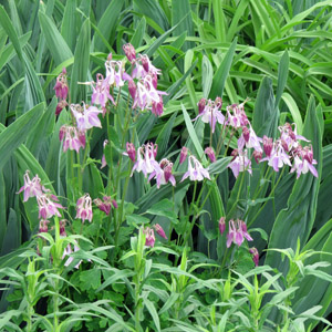 Colorado Columbine (耬斗菜)