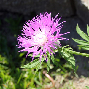 Cornflower (Centaurea hypoleuca 'John Coutts') 矢車菊