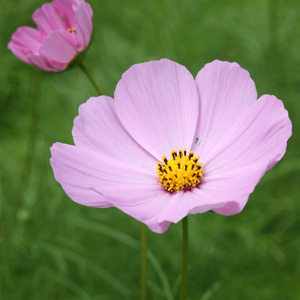 Garden cosmos (Cosmos bipinnatus) 波斯菊