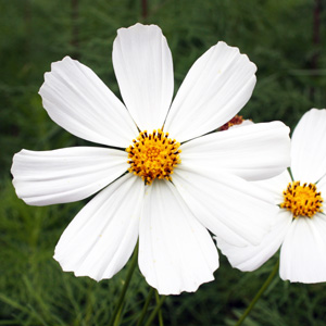 Garden cosmos (Cosmos bipinnatus) 波斯菊