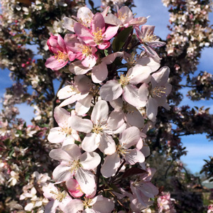 Crabapple (Malus) 野山渣，別稱野生酸蘋果，屬於蘋果科。