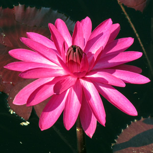 dark pink water lily