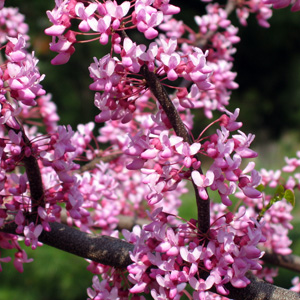 Eastern redbud (Cercis canadensis 'Appalachian Red') 紅色紫荊 from Missouri botanical garden in St. Louis. 