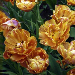 Enkele Late Tulip - Brasil