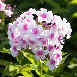 Graf Zeppelin (Phlox paniculata) 天藍繡球