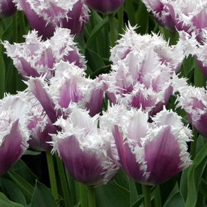 Fringed Tulip - Cummins