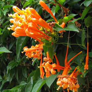 Honeysuckles (Lonicera) 金銀花