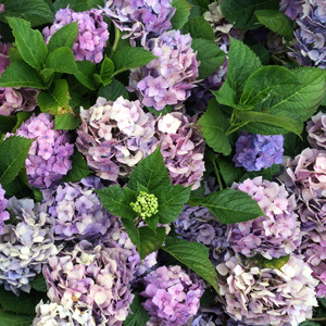 Hydrangea 粉色繡球花