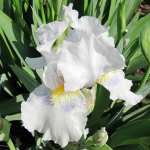 Iris "Grindewald" 鳶尾花