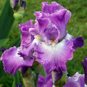 Iris "Asian Plum"