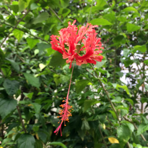 Bleeding Heart (Dicentra spectabilis) 荷包牡丹