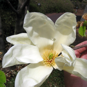 Magnolia木蘭花
