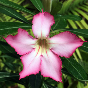 Nerium Oleander 夾竹桃