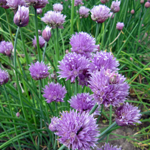 Chives (Allium schoenoprasum) 韭菜花 