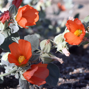 Scarlet globe mallow (Sphaeralcea coccinea) 球葵