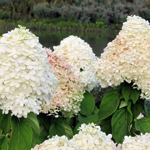 Paniculata Hydrangea 錐形繡球花