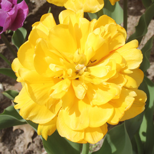 Parrot Tulip鸚鵡型鬱金香 