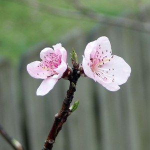 Peach blossom (Prunus persica) 桃花 from our backyard