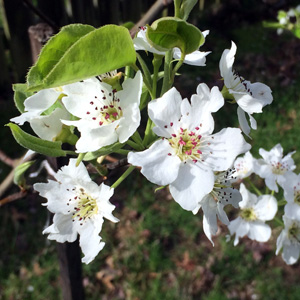 Asian pear blossom (Pyrus pyrifolia) 亞洲梨花 from our backyard