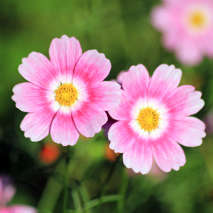 Garden cosmos (Cosmos bipinnatus) 波斯菊