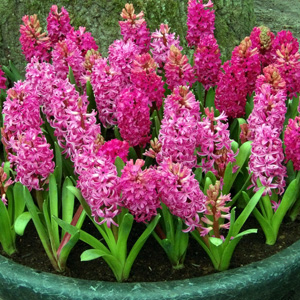 Pink Hyacinyh 粉色風信子