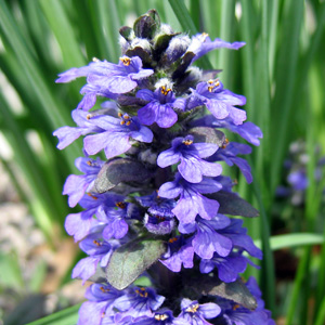 Bugleweed (Ajuga reptans) 夏枯草