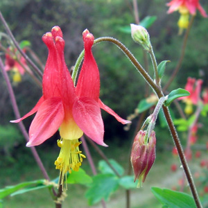 Red Columbine (Aquilegia formose) 紅色耬斗菜