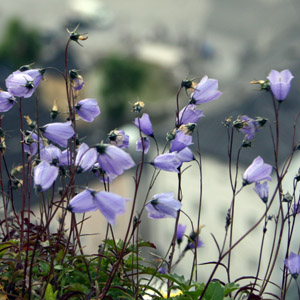 Mountain Harebell (藍鈴花)