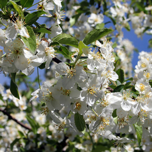 Sargent crabapple (Malus sargentii) 野山渣，別稱野生酸蘋果，屬於蘋果科。